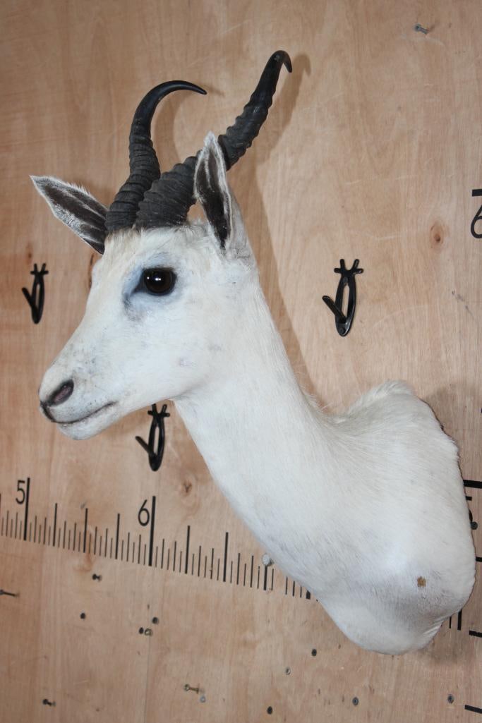 White SPRINGBOK Shoulder Mount - 3