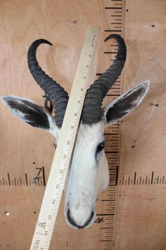 White SPRINGBOK Shoulder Mount - 4