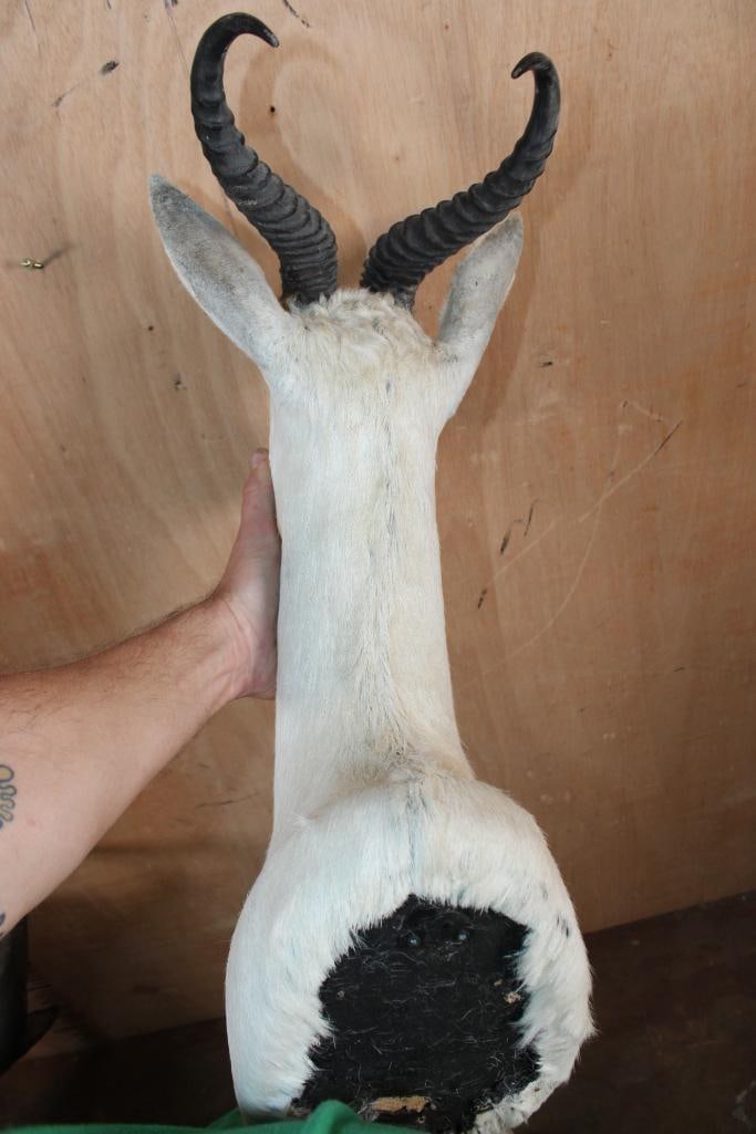 White SPRINGBOK Shoulder Mount - 5
