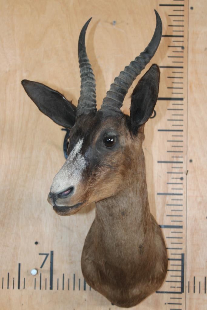 Chocolate SPRINGBOK Shoulder Mount - 2