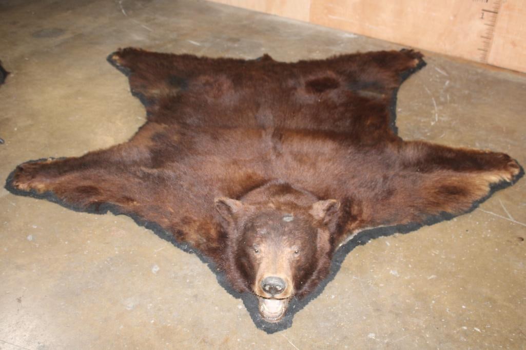 XXL BLACK BEAR Rug with its Mounted Head and a Felt Backing: XXL BLACK BEAR Rug with its Mounted Head and a Felt Backing. It measures 7' Long x 6' 10" Wide. This is an older Rug in Fair Condition. TAXIDERMY RUGS 