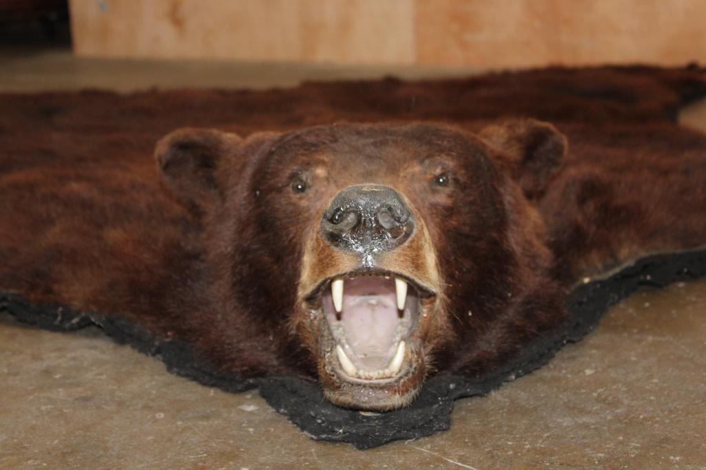 XXL BLACK BEAR Rug with its Mounted Head and a Felt Backing - 2