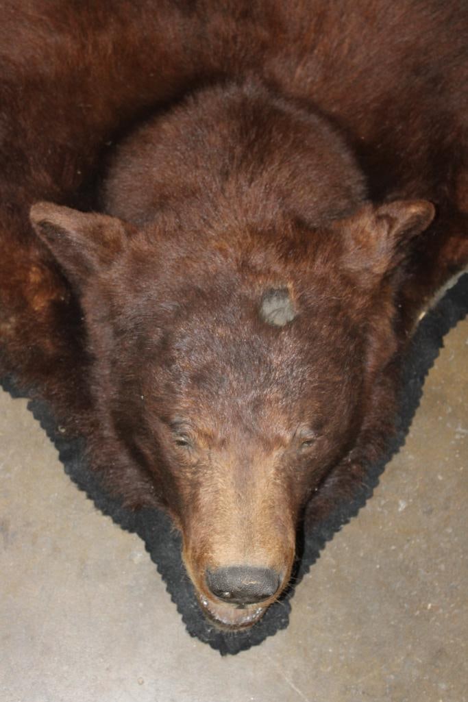 XXL BLACK BEAR Rug with its Mounted Head and a Felt Backing - 3