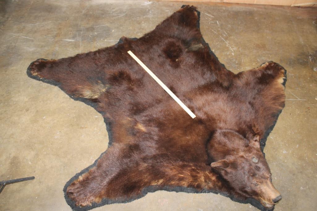 XXL BLACK BEAR Rug with its Mounted Head and a Felt Backing - 4