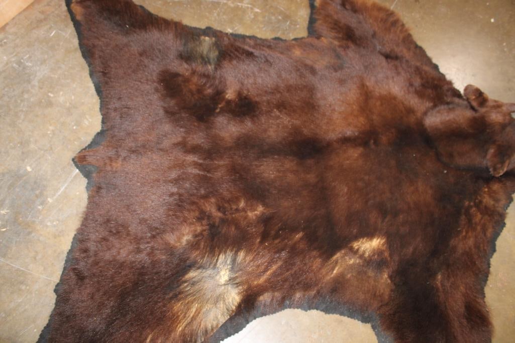 XXL BLACK BEAR Rug with its Mounted Head and a Felt Backing - 5