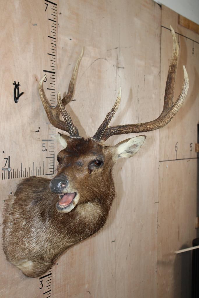 Big MANCHURIAN SIKA DEER Shoulder Mount - 2