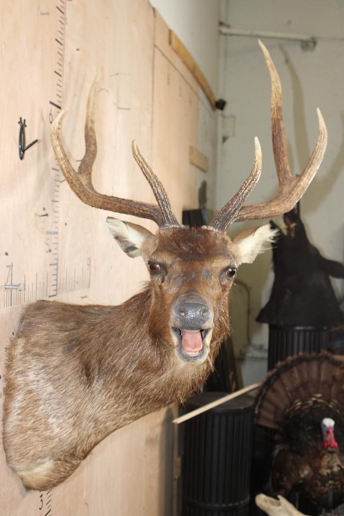Big MANCHURIAN SIKA DEER Shoulder Mount - 3