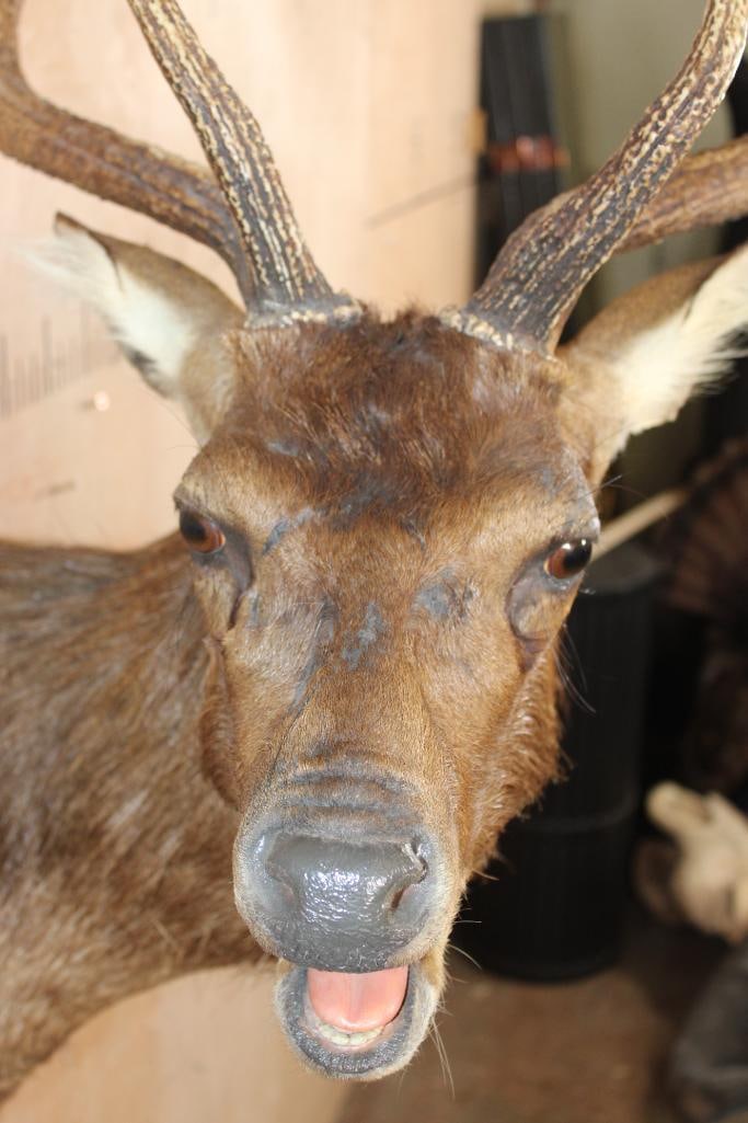 Big MANCHURIAN SIKA DEER Shoulder Mount - 4