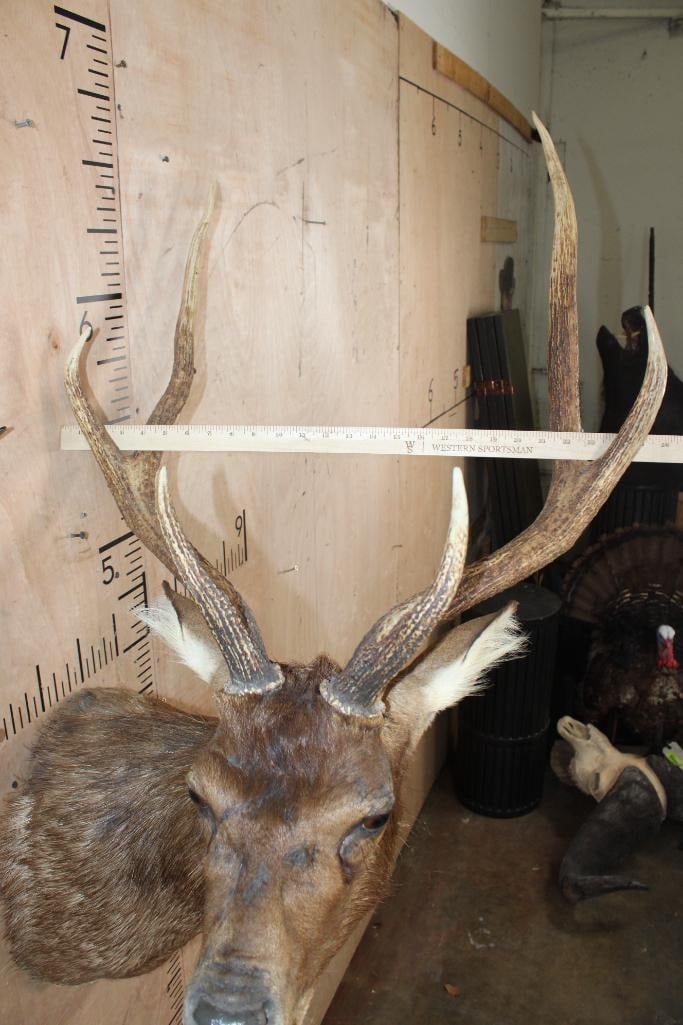 Big MANCHURIAN SIKA DEER Shoulder Mount - 7