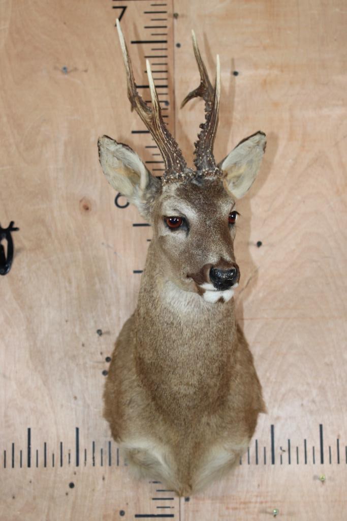 6-Point ROE DEER Shoulder Mount - 2