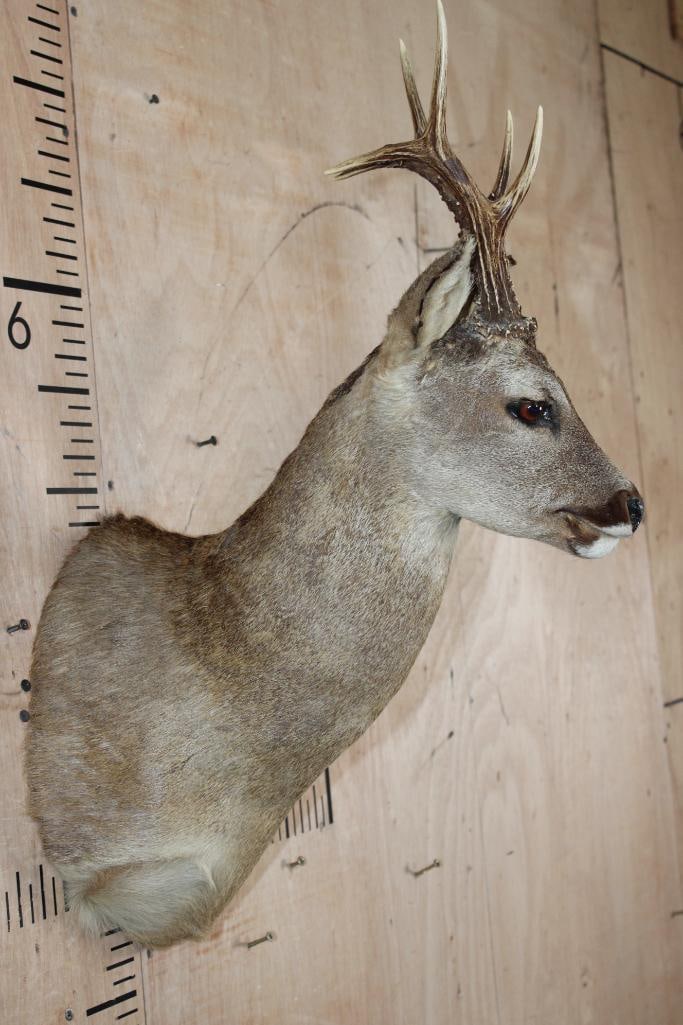 6-Point ROE DEER Shoulder Mount - 3