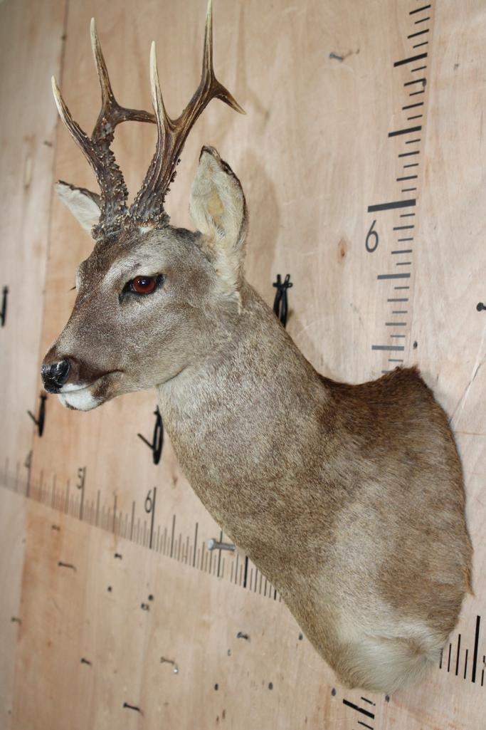 6-Point ROE DEER Shoulder Mount - 4
