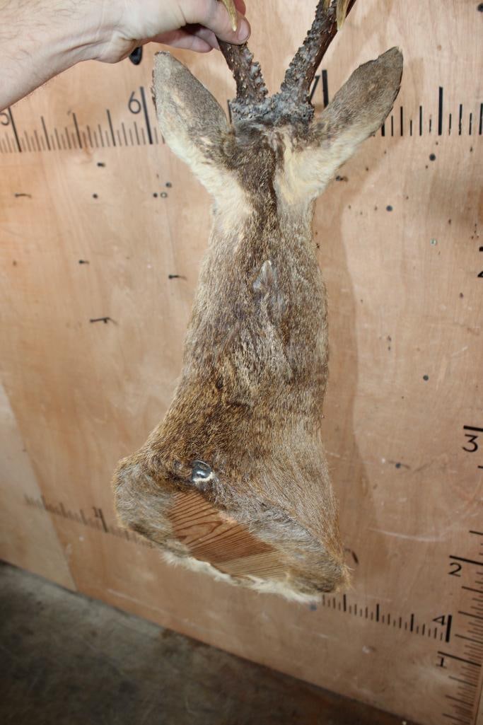 6-Point ROE DEER Shoulder Mount - 5