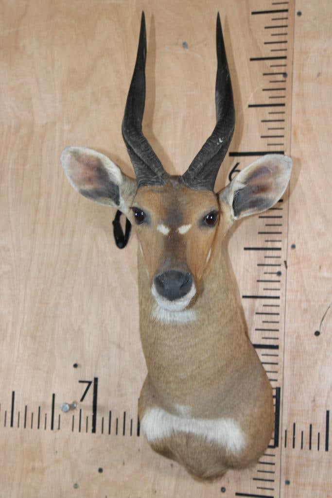 BUSHBUCK Shoulder Mount - 2