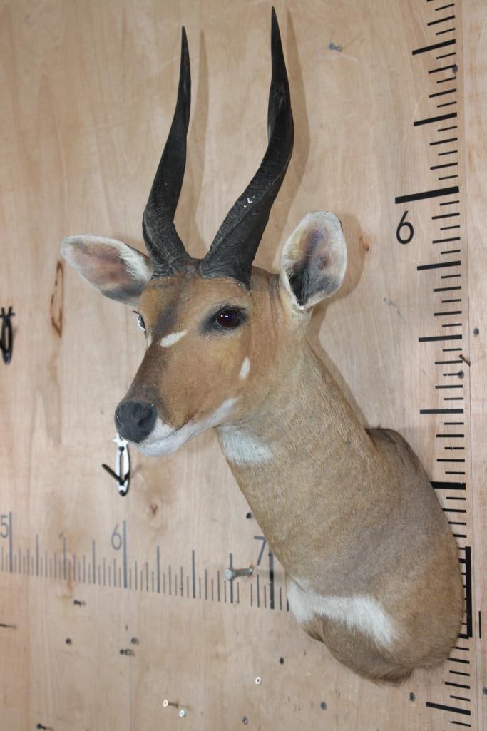 BUSHBUCK Shoulder Mount - 3