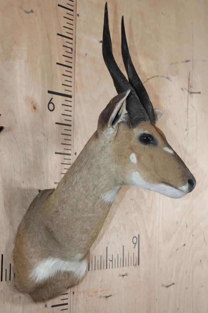 BUSHBUCK Shoulder Mount - 4