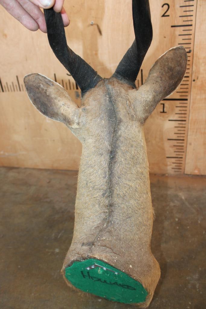 BUSHBUCK Shoulder Mount - 5