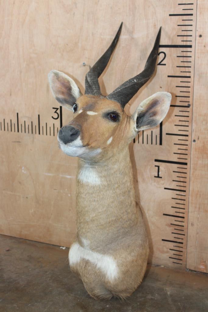 BUSHBUCK Shoulder Mount - 6