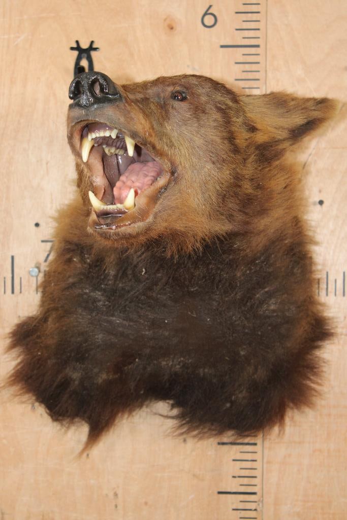 Cinnamon Phase BLACK BEAR Shoulder Mount - 2