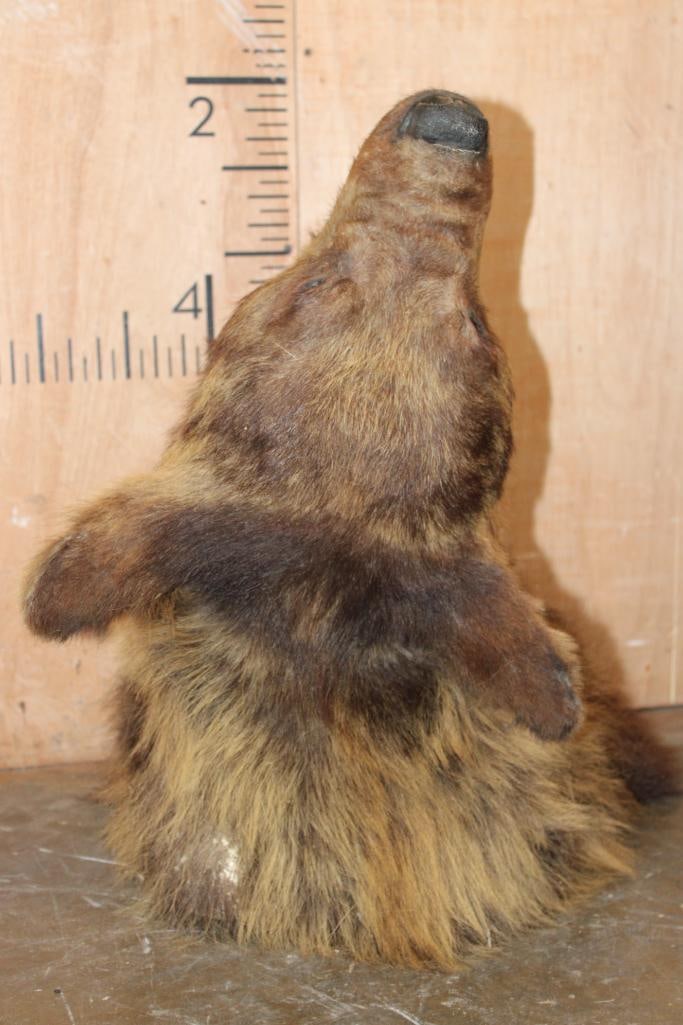 Cinnamon Phase BLACK BEAR Shoulder Mount - 7