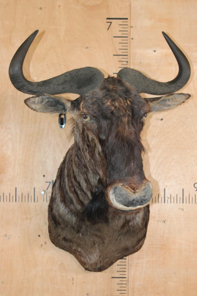 BLUE WILDEBEEST Shoulder Mount - 2