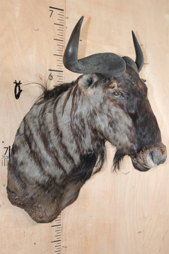 BLUE WILDEBEEST Shoulder Mount - 3