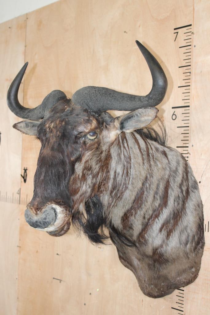 BLUE WILDEBEEST Shoulder Mount - 4