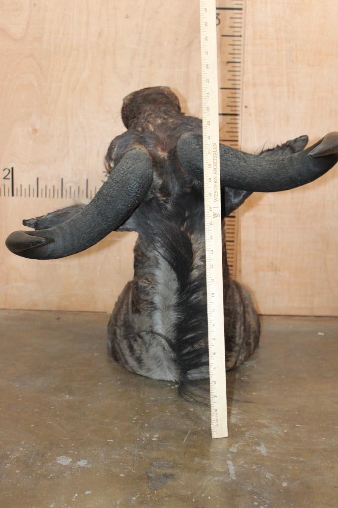 BLUE WILDEBEEST Shoulder Mount - 7