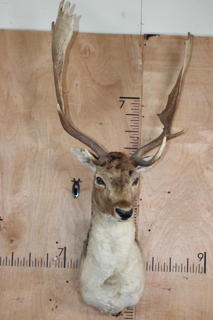 14-Point COMMON FALLOW DEER Shoulder Mount - 2