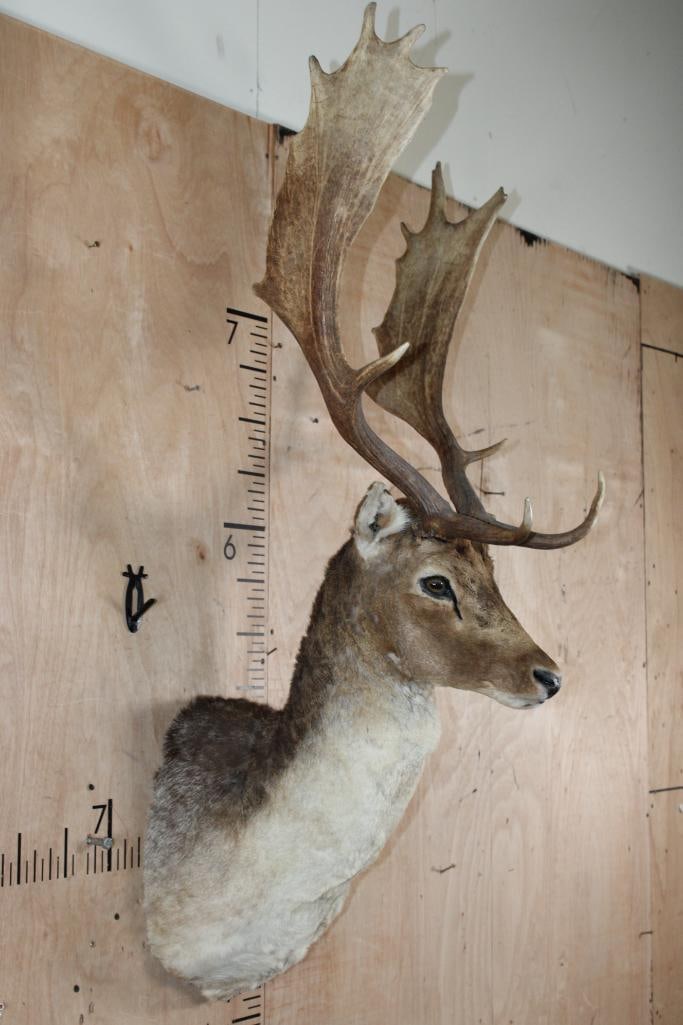 14-Point COMMON FALLOW DEER Shoulder Mount - 3