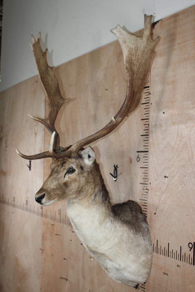 14-Point COMMON FALLOW DEER Shoulder Mount - 4