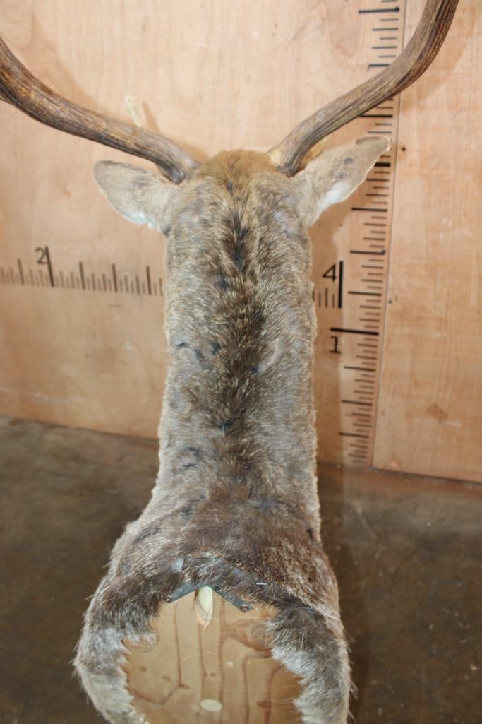 14-Point COMMON FALLOW DEER Shoulder Mount - 6