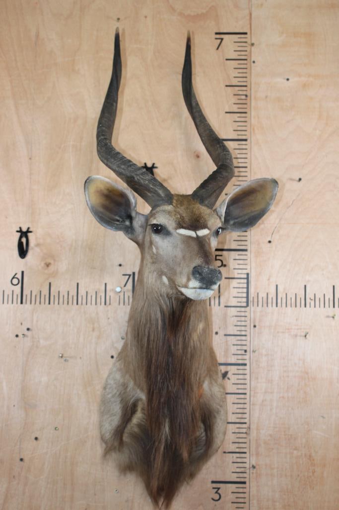 NYALA Shoulder Mount with Removable Horns - 2