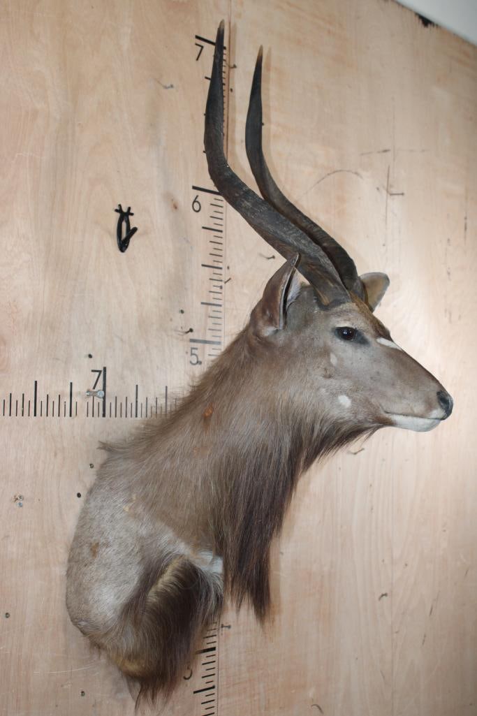 NYALA Shoulder Mount with Removable Horns - 3