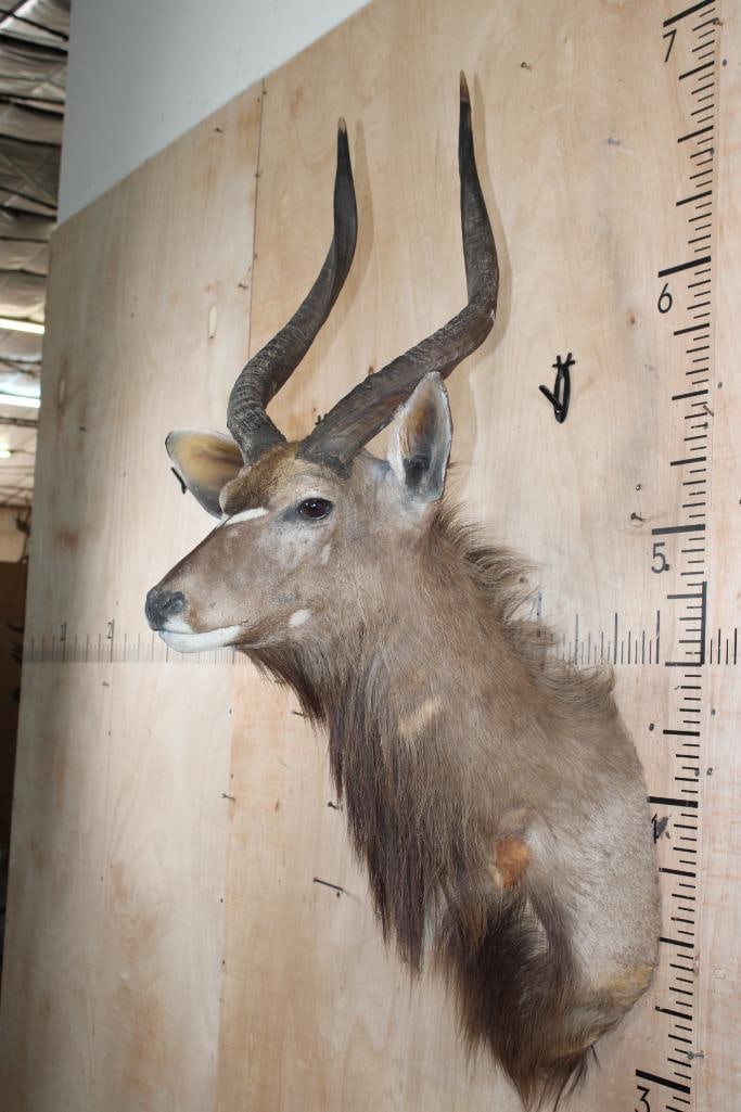 NYALA Shoulder Mount with Removable Horns - 4
