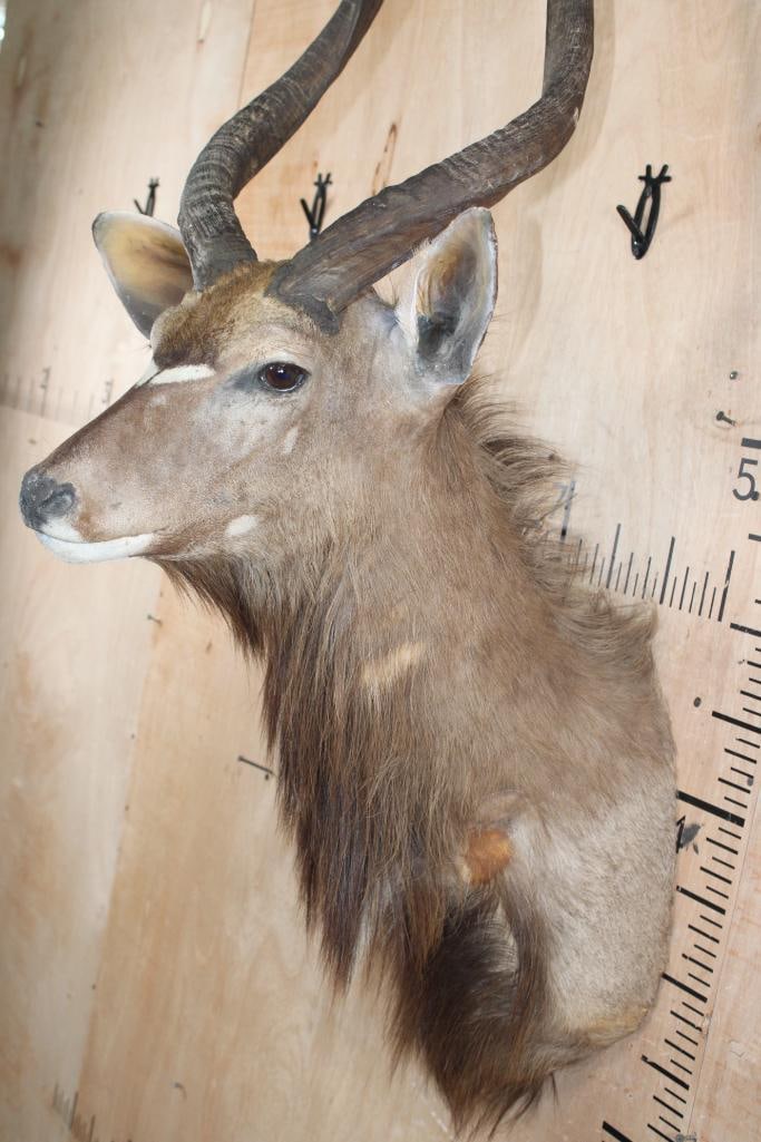 NYALA Shoulder Mount with Removable Horns - 5