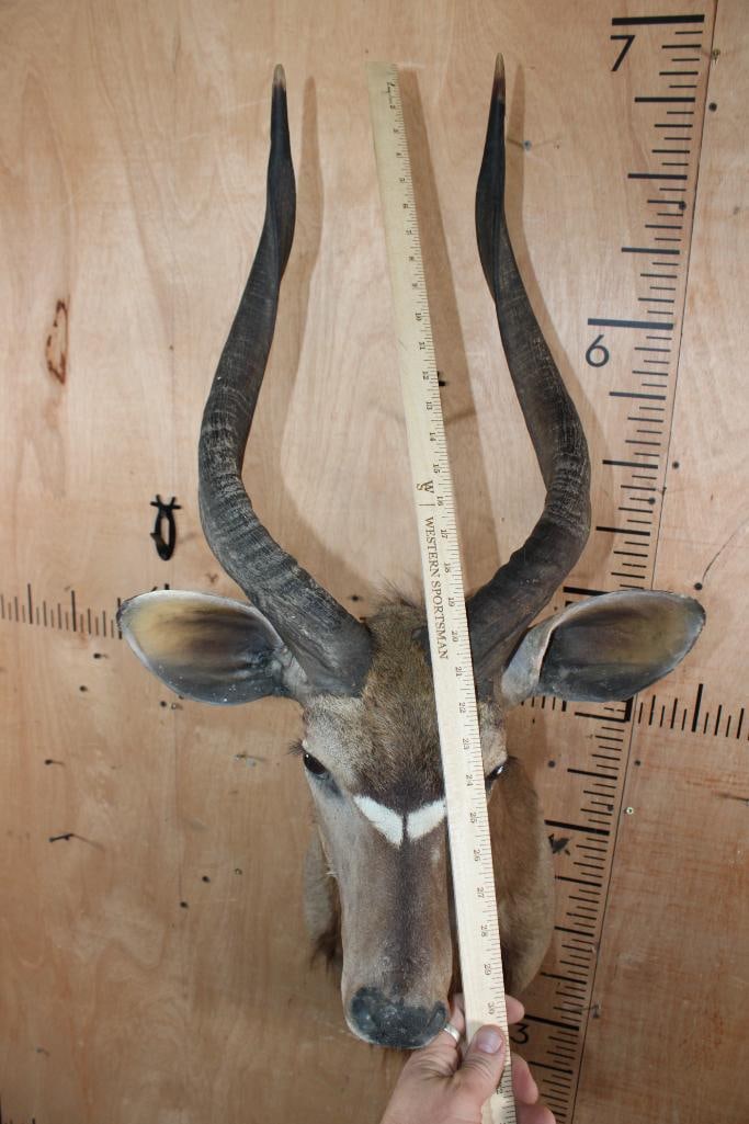 NYALA Shoulder Mount with Removable Horns - 7