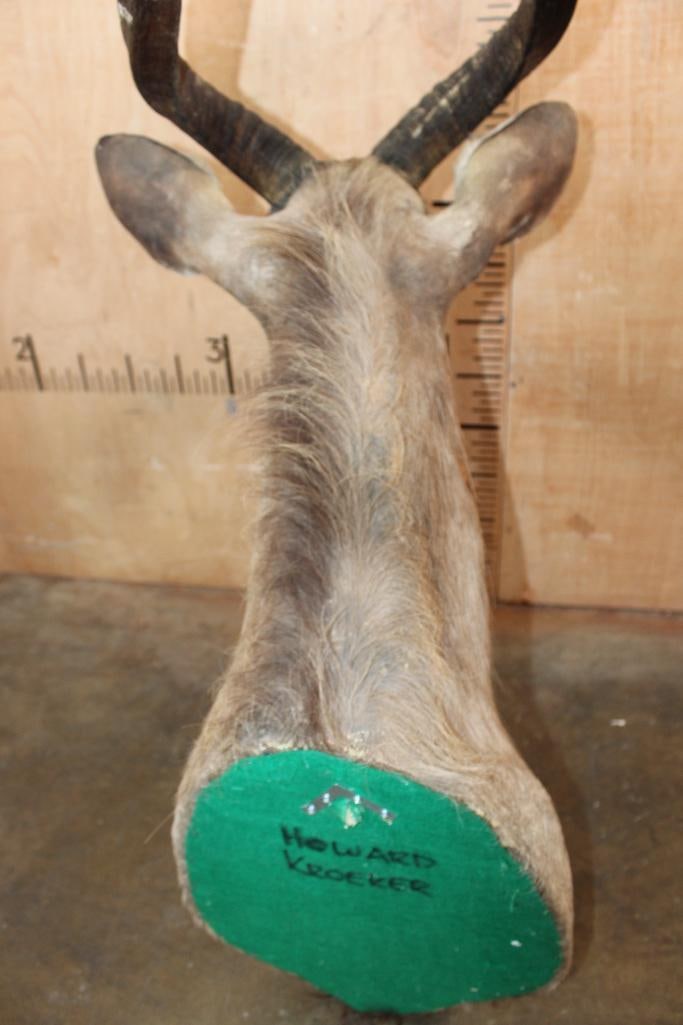 NYALA Shoulder Mount with Removable Horns - 8