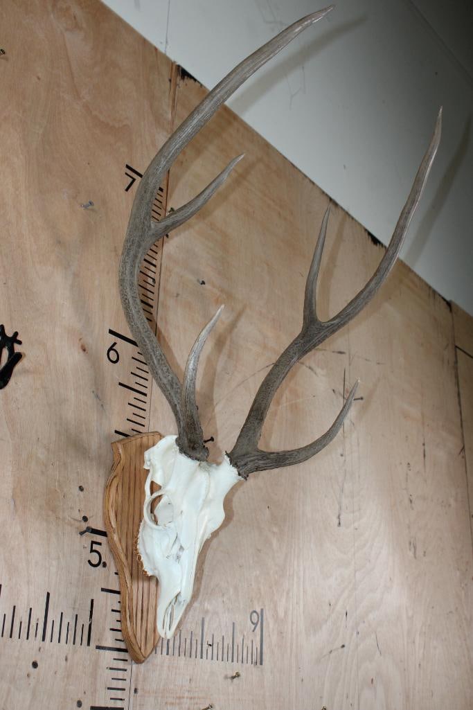 AXIS Skull on a Wood Plaque - 2