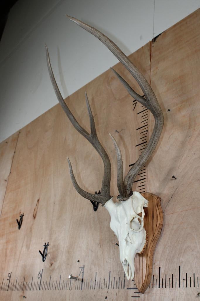 AXIS Skull on a Wood Plaque - 3