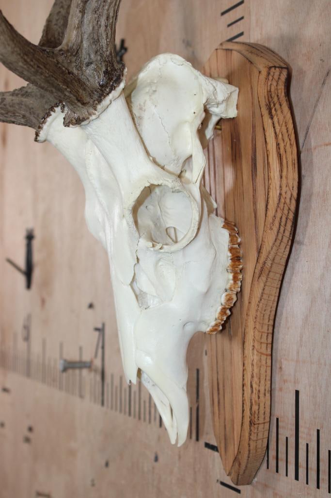 AXIS Skull on a Wood Plaque - 4