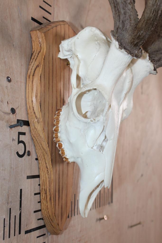 AXIS Skull on a Wood Plaque - 5