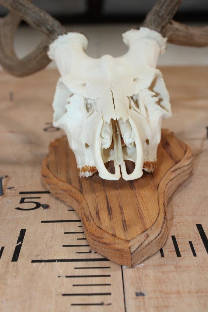 AXIS Skull on a Wood Plaque - 6
