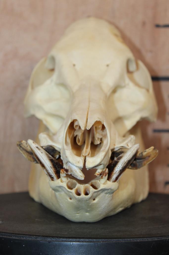 Big HOG or WILD BOAR Skull - 2