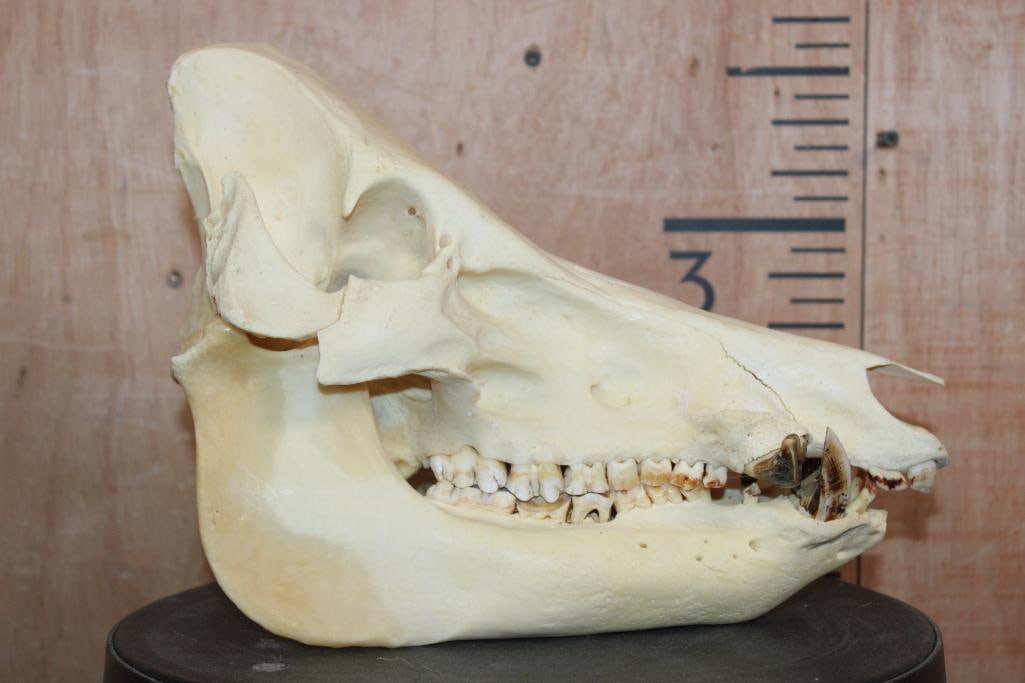 Big HOG or WILD BOAR Skull - 3