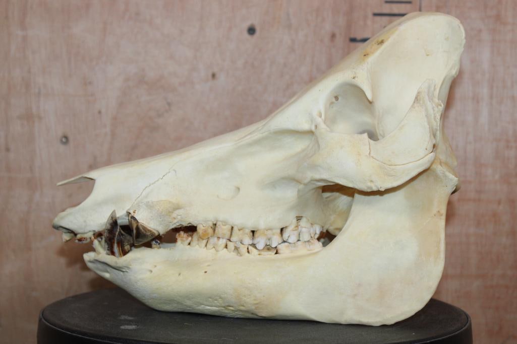 Big HOG or WILD BOAR Skull - 4