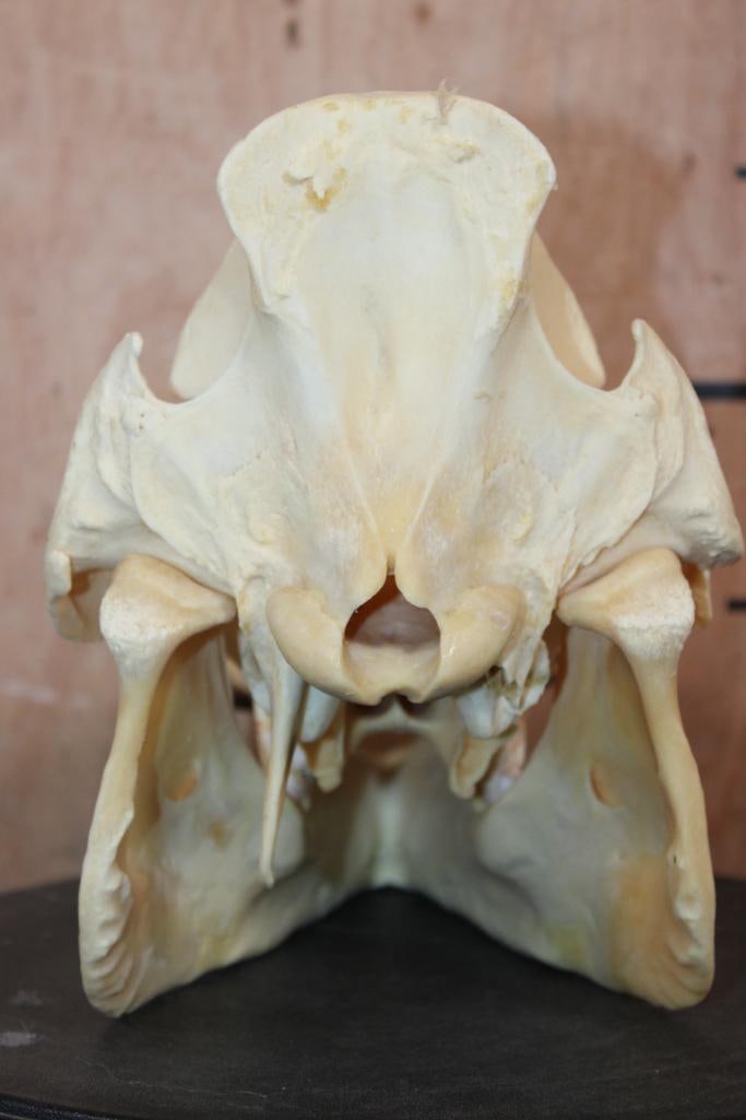 Big HOG or WILD BOAR Skull - 5