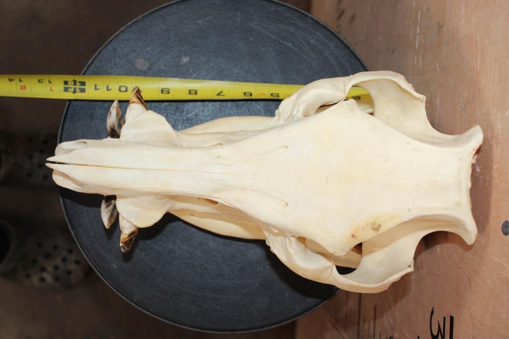 Big HOG or WILD BOAR Skull - 6