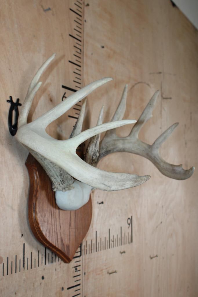 Heavy 11-Point WHITETAIL DEER Antler Rack on a Wood Plaque - 2