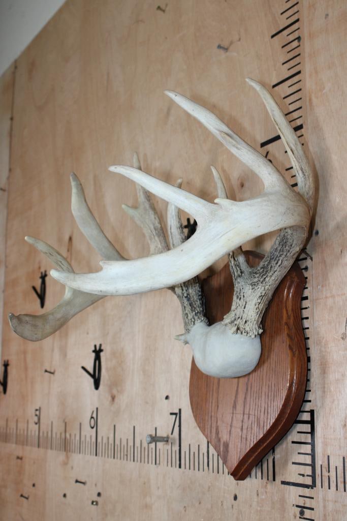Heavy 11-Point WHITETAIL DEER Antler Rack on a Wood Plaque - 3